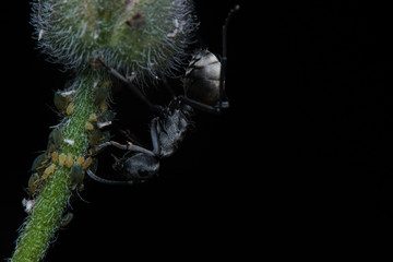 Macro photo of black ant holding onto a stem. Macro bugs and insects world. Nature in spring concept.