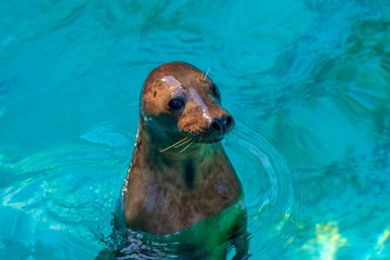 Fototapeta premium Cute playful seal swims and dives in the zoo pool. Image