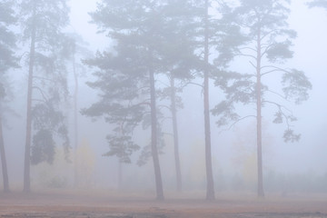 Autumn foggy forest. Tree in fog
