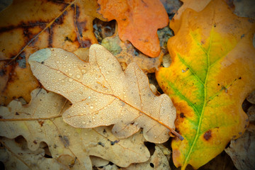 Fallen oak leaves with drops of water in the forest. Autumn mood concept