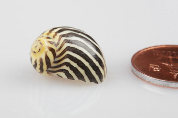 진화의 증거들-조개