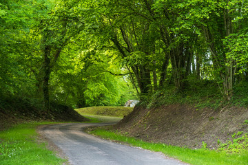 Obraz premium Kurviger Weg im Wald bei Montfaucon d'Argonne/Frankreich