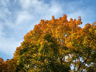 Baum in herbstlichen Farben