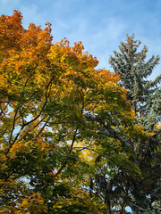 Baum in herbstlichen Farben