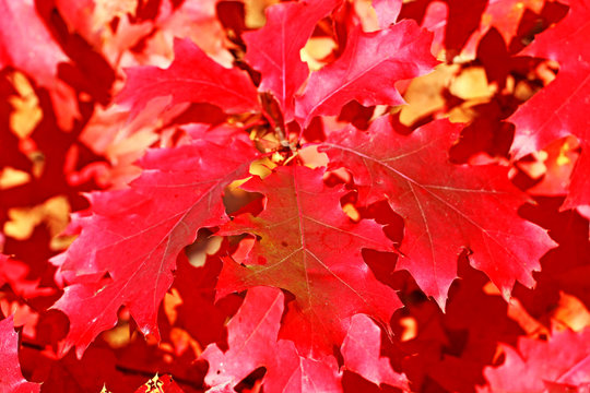 red maple leaves on a tree, natural background, canadian landscape, blurred background,