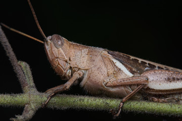 Macro photo of brown grasshopper holding onto a green grass. Macro bugs and insects world. Nature in spring concept.