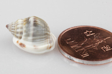 진화의 증거들-조개