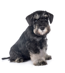 puppy miniature schnauzer