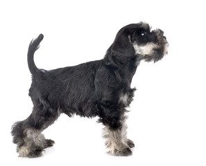 puppy miniature schnauzer