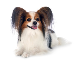 papillon dogs in studio