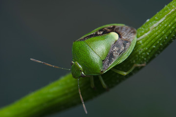 Macro photo of green beetle bugs holding onto a green grass. Macro bugs and insects world. Nature in spring concept.