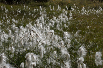 Dandelions in the wind