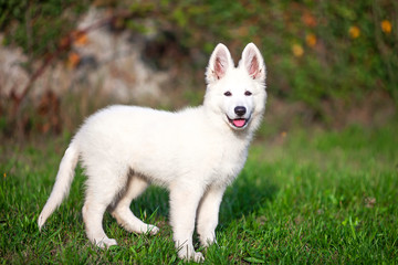 Cucciolo di pastore svizzero bianco 