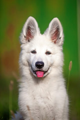 Cucciolo di pastore svizzero bianco 