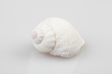 진화의 증거들-조개