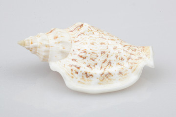 진화의 증거들-조개