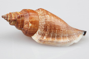 진화의 증거들-조개