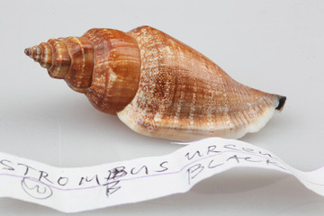 진화의 증거들-조개