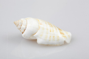 진화의 증거들-조개