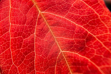 Autumn in orange: macro close-up view of a red Virginia Creeper (Parthenocissus quinquefolia) leaf with foreground veins