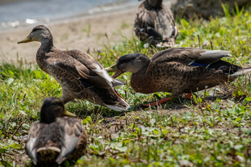 Nice young ducks fight nature birds wild life