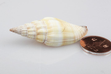 진화의 증거들-조개