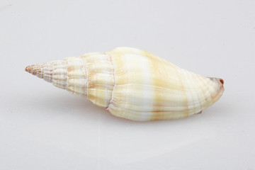 진화의 증거들-조개