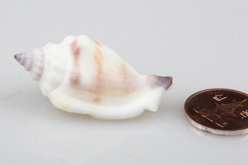 진화의 증거들-조개