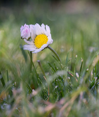 G&auml;nsebl&uuml;mchen 2
