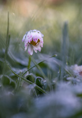 G&auml;nsebl&uuml;mchen