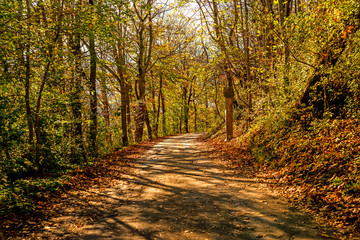Obraz premium Forest in autumn with way in light and shadow