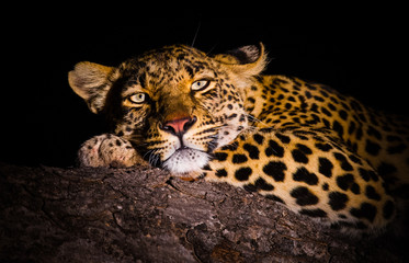 Leopard Portrait