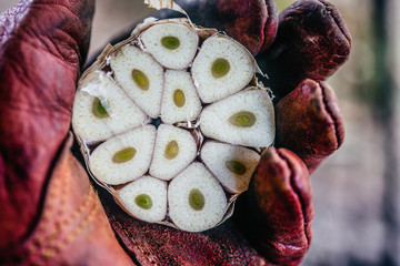 Man holding fresh garlic in her hands outside.