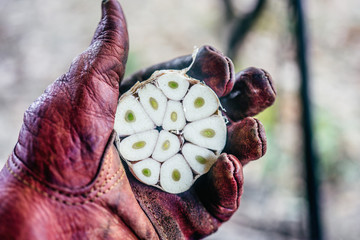 Man holding fresh garlic in her hands outside.