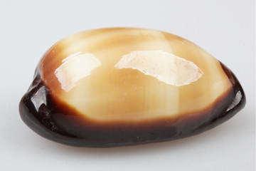 진화의 증거들-조개