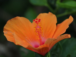 orange flower