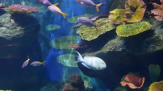 Beautiful fish in the aquarium on decoration of aquatic plants background.