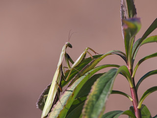 Modliszka zwyczajna (Mantis religiosa) wśród traw w swojej ulubionej pozycji
