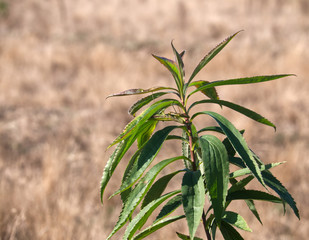 Modliszka zwyczajna (Mantis religiosa) wśród traw w swojej ulubionej pozycji © JDziedzic