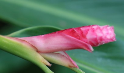 flower on green background Waikiki Hawaii 