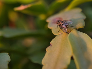 Mosca encima de planta al sol