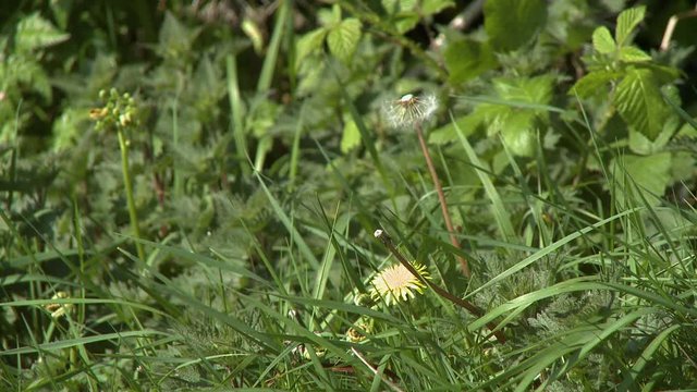 Steady, close up shot of a dandelions in thick grass.