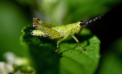 macro shots of insects