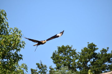 Beauval