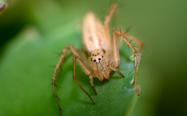 macro shots of insects