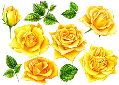 summer flowers, yellow roses with buds and leaves  on an isolated white background, watercolor illustration, botanical painting