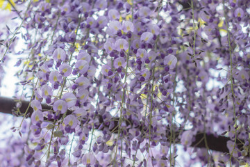 藤のカーテン