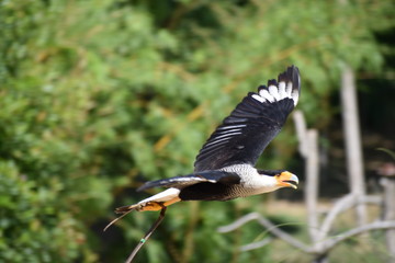 Beauval