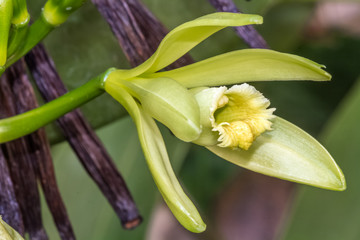 Fototapeta na wymiar Fleur et gousses de vanilla planifolia 