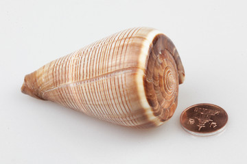 진화의 증거들-조개